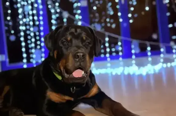 Пропала собака, Парголово - photo