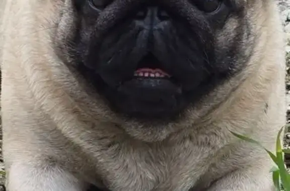 Пропала собака, Новороссийск - photo