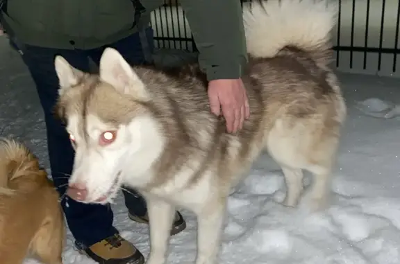 Найдена собака, Нижний Новгород, фото: Собака найдена: Пролетарская ул., Н. Новгород