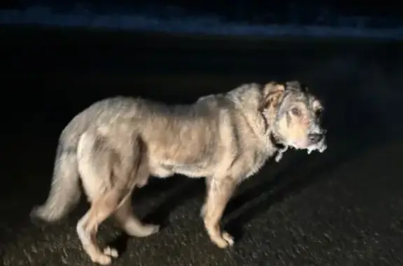 Найдена собака, Центральное, фото: Собака найдена: Золотое кольцо, ЦСП