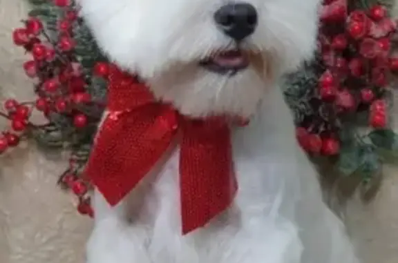 Пропала собака, Одинцово - photo