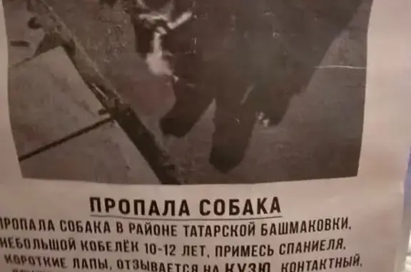 Собаки потеряшки, Астрахань, фото: Потеряшка собака, Астрахань