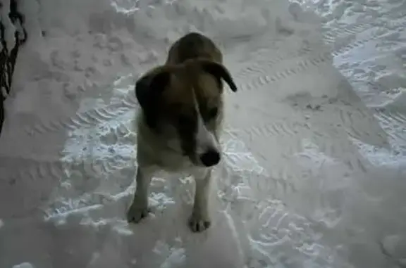 Найдена собака, Чехов, фото: Найдена собака, МО