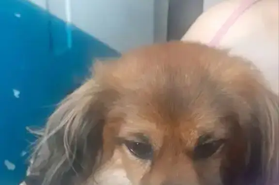 Найдена собака, Волжский, фото: Собака найдена: Королёва, 2, Волжский