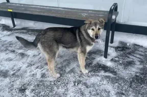 Найдена собака, Заречный, фото: Собака найдена 01.01.26, Заречный