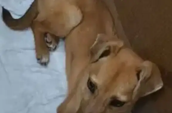 Пропала собака, Зеленчукская - photo