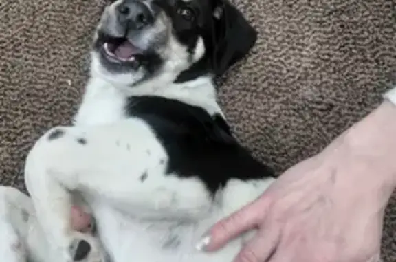 Найдена собака, Липецк, фото: Собака найдена: ул. Монтажников, 2А