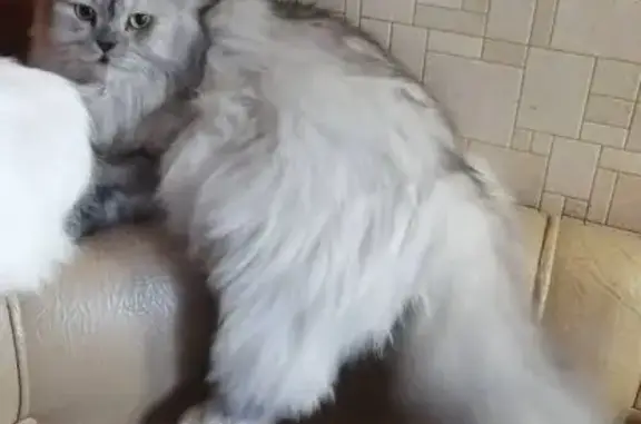 Пропала кошка, Сергиев Посад - photo