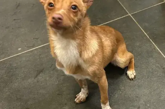 Найдена собака, Уфа, фото: Найдена собака, Уфа, ул. Р. Зорге