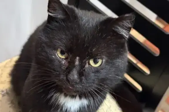 Объявления о пропавших и найденных животных, Кирс, фото: Пропала кошка, Никитинская 41, Кирс