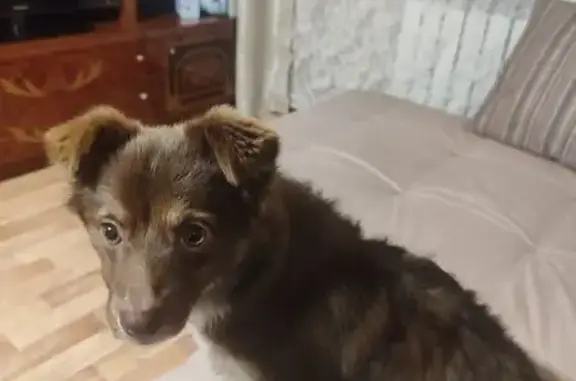 Собаки потеряшки, Большой Исток, фото: Потеряшка собака в Большом Истоке