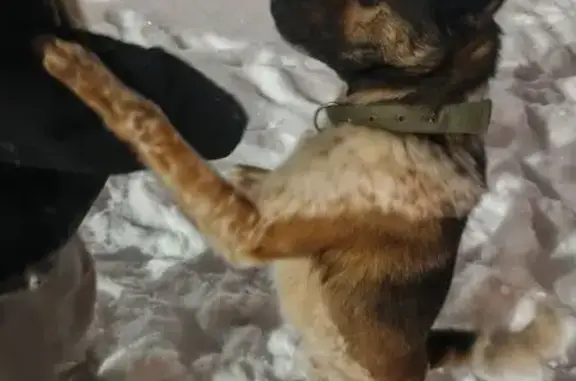 Найдена собака, Тамбов, фото: Найдена собака, Тамбов