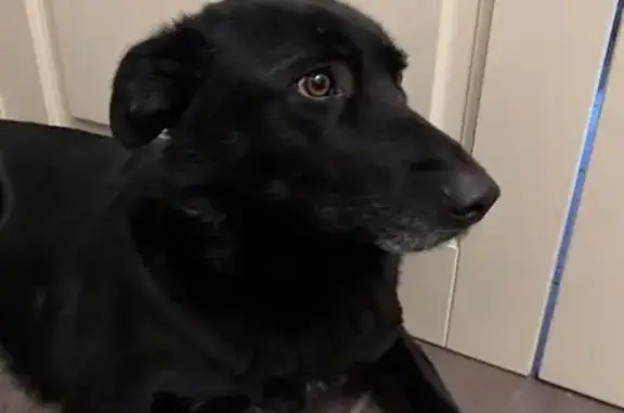 Пропала собака, Новая Казмаска - photo