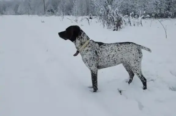 Пропала собака, Самсоновское - photo
