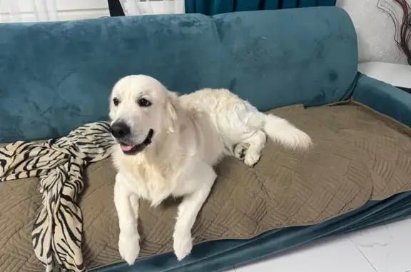 Пропала собака, Тамбов - photo