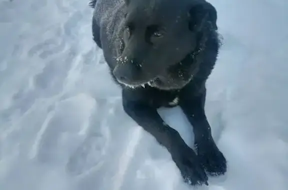 Найдена собака, Ивняковское, фото: Найдена собака в Ивняковском СП, Ярославль