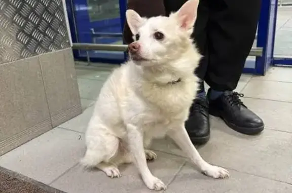 Найдена собака, Мурманск, фото: Собака найдена в 