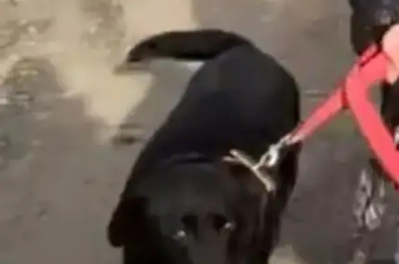 Собаки потеряшки, Астрахань, фото: Потеряшка собака, Астрахань