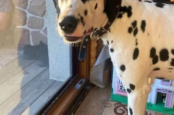 Пропала собака, Лобня - photo