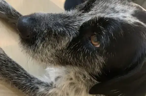 Найдена собака, Саловский сельсовет, фото: Найдена собака в Пензенской области