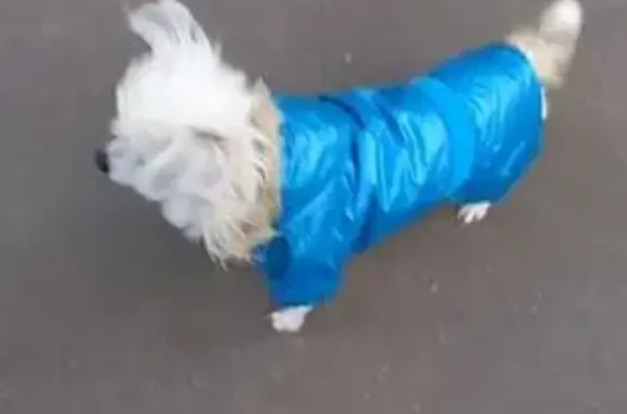 Пропала собака, Новочебоксарск - photo