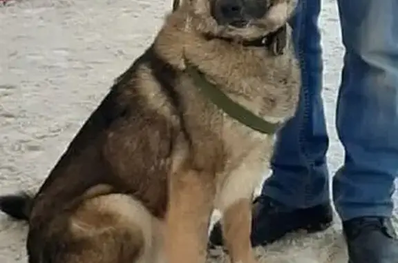 Пропала собака, Промышленная ул., Краснокамск - photo