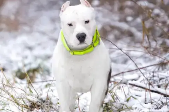 Собаки потеряшки, Ройка, фото: Потеряшка собака, Ройка