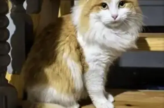 Найдена кошка, Юрьевец, фото: Кошка найдена: ул. Тургенева, 6, Юрьевец