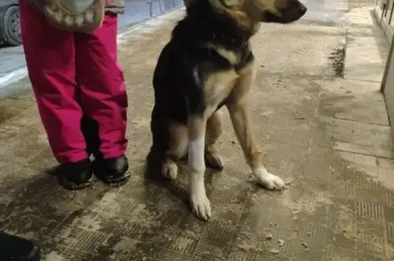 Найдена собака, Нижний Новгород, фото: Найдена собака, ул. Баранова, Н. Новгород