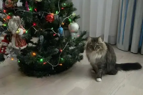 Пропала кошка, Дмитров - photo