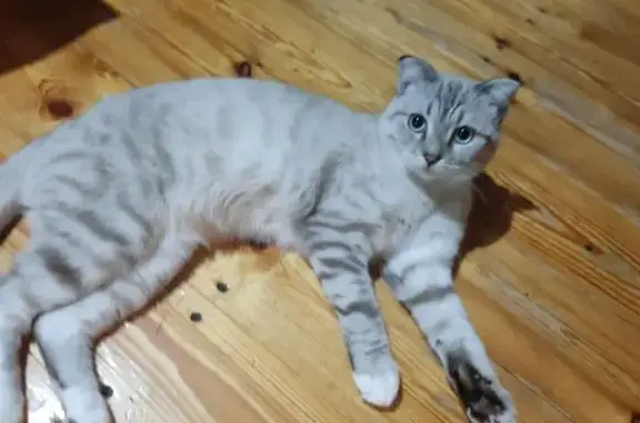 Пропала кошка, Весенняя ул., 2Б, Парабель - photo