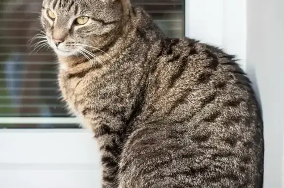 Найдена кошка, Санкт-Петербург, фото: Кошка у Хлебника, Караванная 6, СПб