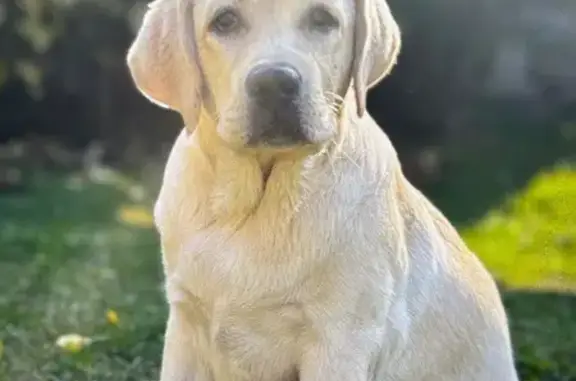 Пропала собака, Липецк - photo