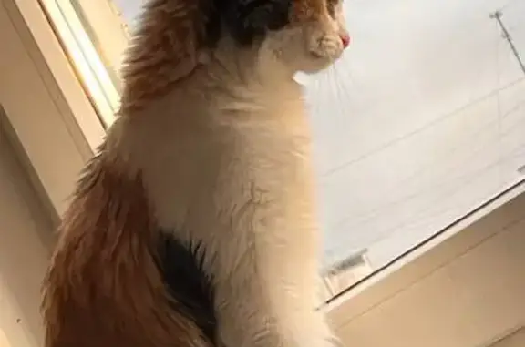 Пропала кошка, Москва - photo