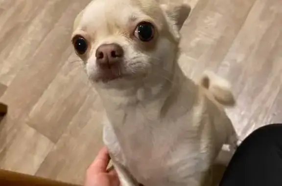 Собаки потеряшки, Варваровка, фото: Потеряшка собака, Варваровка