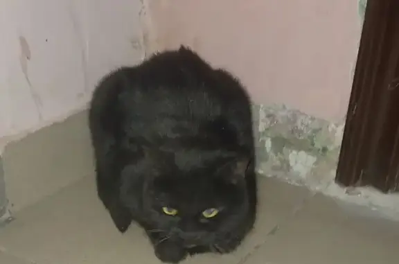 Найдена кошка, Ростов-на-Дону, фото: Кошка найдена на Королёва, 17/2, Ростов-на-Дону