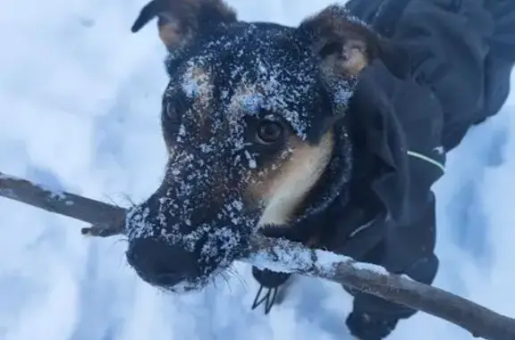 Пропала собака, Верхняя Пышма - photo