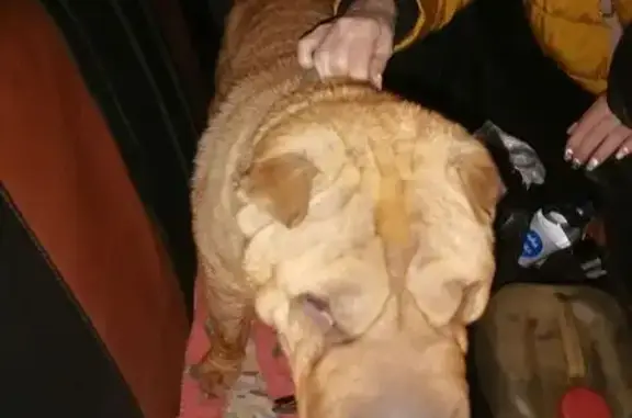 Найденные животные Кемерово, фото: Найдена собака, пр. Ленина, Кемерово