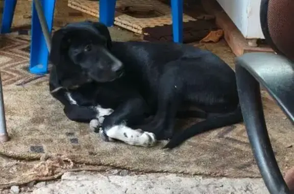 Пропала собака, Шахты - photo