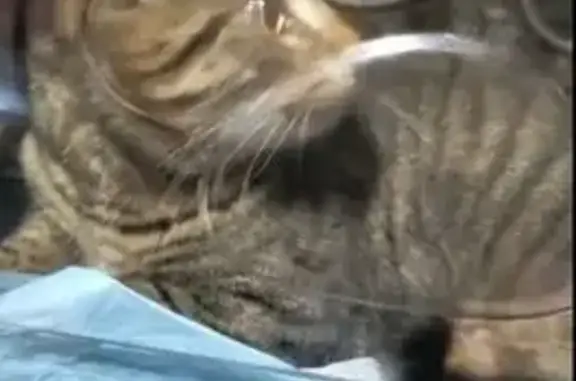 Поиск домашних животных, фото: Кошка найдена на ул. Трофимова, Москва