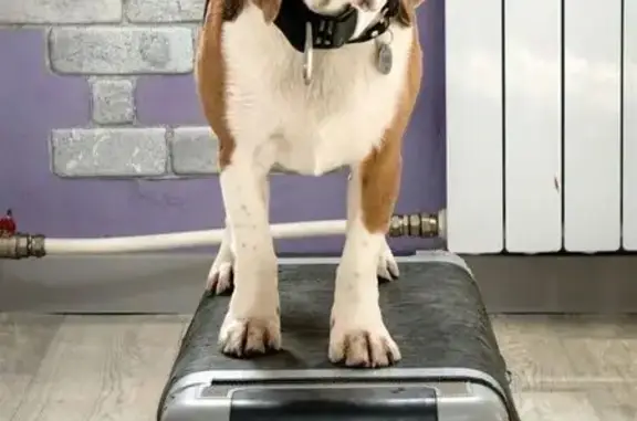 Пропала собака, Садовая 22, Шексна - photo