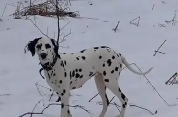 Пропала собака, Лобня - photo