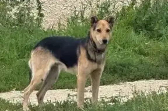 Пропала собака, Липецк - photo