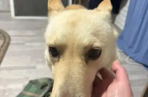 Найдена собака, Чехов, фото: Светло-рыжий метис найден в МО