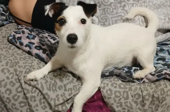 Собаки потеряшки, Люберцы, фото: Потеряшка собака, Люберцы