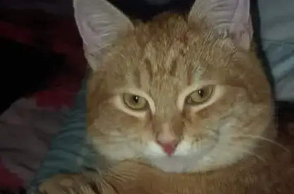 Пропала рыжая кошка, Качканар, Свердл. обл. - photo