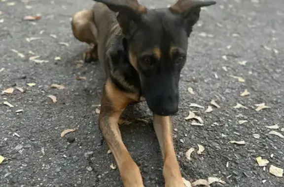 Пропала собака, Тольятти - photo