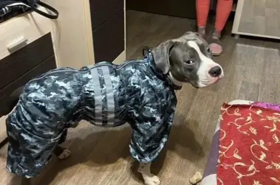 Пропала собака, Благовещенское - photo