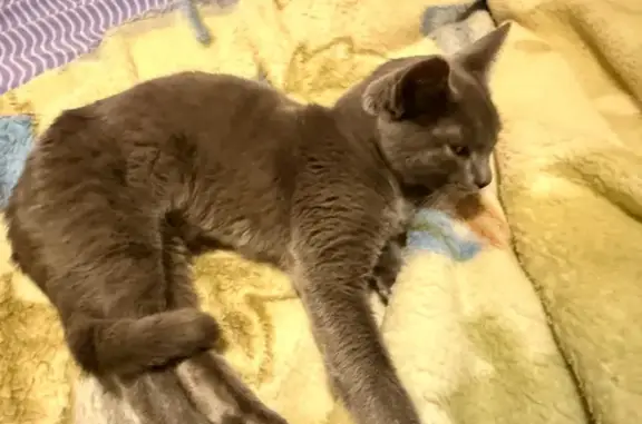 Найдена кошка, Марфино, фото: Найдена кошка, Марфино