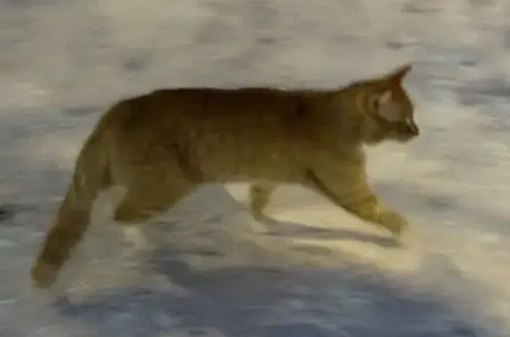 Найдена кошка, Парголово, фото: Кошка найдена: Юкковское шоссе, 10 к1